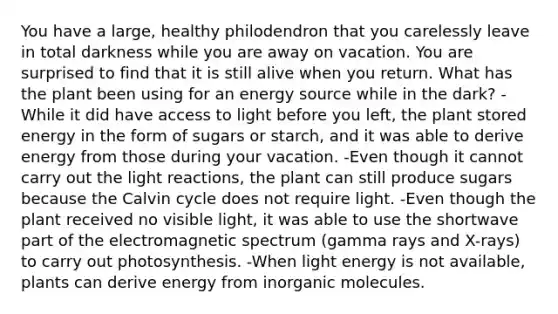 You have a large, healthy philodendron that you carelessly leave in total darkness while you are away on vacation. You are surprised to find that it is still alive when you return. What has the plant been using for an energy source while in the dark? -While it did have access to light before you left, the plant stored energy in the form of sugars or starch, and it was able to derive energy from those during your vacation. -Even though it cannot carry out the <a href='https://www.questionai.com/knowledge/kSUoWrrvoC-light-reactions' class='anchor-knowledge'>light reactions</a>, the plant can still produce sugars because the Calvin cycle does not require light. -Even though the plant received no visible light, it was able to use the shortwave part of the electromagnetic spectrum (gamma rays and X-rays) to carry out photosynthesis. -When light energy is not available, plants can derive energy from in<a href='https://www.questionai.com/knowledge/kjUwUacPFG-organic-molecules' class='anchor-knowledge'>organic molecules</a>.