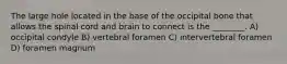 The large hole located in the base of the occipital bone that allows the spinal cord and brain to connect is the ________. A) occipital condyle B) vertebral foramen C) intervertebral foramen D) foramen magnum