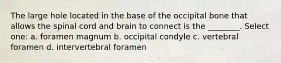 The large hole located in the base of the occipital bone that allows the spinal cord and brain to connect is the ________. Select one: a. foramen magnum b. occipital condyle c. vertebral foramen d. intervertebral foramen