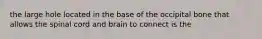 the large hole located in the base of the occipital bone that allows the spinal cord and brain to connect is the