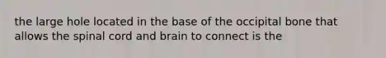 the large hole located in the base of the occipital bone that allows the spinal cord and brain to connect is the