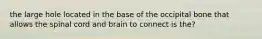 the large hole located in the base of the occipital bone that allows the spinal cord and brain to connect is the?