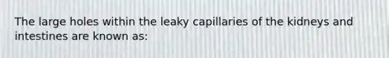 The large holes within the leaky capillaries of the kidneys and intestines are known as: