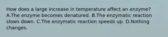 How does a large increase in temperature affect an enzyme? A.The enzyme becomes denatured. B.The enzymatic reaction slows down. C.The enzymatic reaction speeds up. D.Nothing changes.