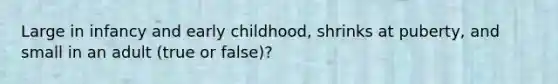 Large in infancy and early childhood, shrinks at puberty, and small in an adult (true or false)?