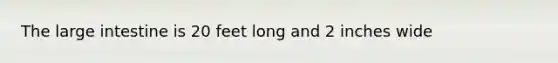 The large intestine is 20 feet long and 2 inches wide