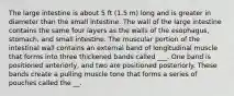 The large intestine is about 5 ft (1.5 m) long and is greater in diameter than the small intestine. The wall of the large intestine contains the same four layers as the walls of the esophagus, stomach, and small intestine. The muscular portion of the intestinal wall contains an external band of longitudinal muscle that forms into three thickened bands called ___. One band is positioned anteriorly, and two are positioned posteriorly. These bands create a pulling muscle tone that forms a series of pouches called the __.