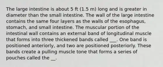 The large intestine is about 5 ft (1.5 m) long and is greater in diameter than the small intestine. The wall of the large intestine contains the same four layers as the walls of the esophagus, stomach, and small intestine. The muscular portion of the intestinal wall contains an external band of longitudinal muscle that forms into three thickened bands called ___. One band is positioned anteriorly, and two are positioned posteriorly. These bands create a pulling muscle tone that forms a series of pouches called the __.