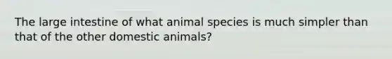 The large intestine of what animal species is much simpler than that of the other domestic animals?