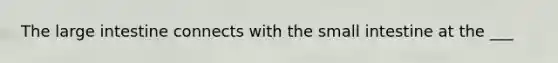 The large intestine connects with the small intestine at the ___