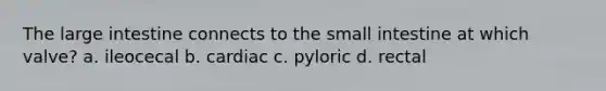 The large intestine connects to the small intestine at which valve? a. ileocecal b. cardiac c. pyloric d. rectal