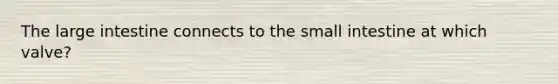 The large intestine connects to the small intestine at which valve?