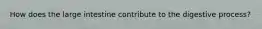 How does the large intestine contribute to the digestive process?