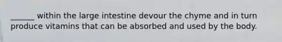 ______ within the large intestine devour the chyme and in turn produce vitamins that can be absorbed and used by the body.
