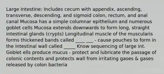 Large Intestine: Includes cecum with appendix, ascending, transverse, descending, and sigmoid colon, rectum, and anal canal Mucosa has a simple columnar epithelium and numerous goblet cells Mucosa extends downwards to form long, straight intestinal glands (crypts) Longitudinal muscle of the muscularis forms thickened bands called ____ ___ - cause pouches to form in the intestinal wall called _____ Know sequencing of large int. Goblet ells produce mucus - protect and lubricate the passage of colonic contents and protects wall from irritating gases & gases released by colon bacteria