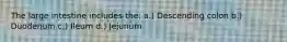 The large intestine includes the: a.) Descending colon b.) Duodenum c.) Ileum d.) Jejunum