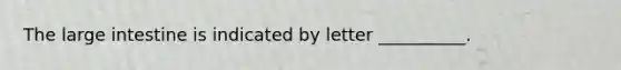 The large intestine is indicated by letter __________.