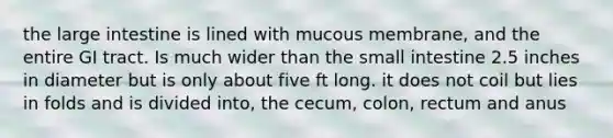 the large intestine is lined with mucous membrane, and the entire GI tract. Is much wider than the small intestine 2.5 inches in diameter but is only about five ft long. it does not coil but lies in folds and is divided into, the cecum, colon, rectum and anus