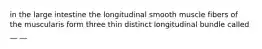 in the large intestine the longitudinal smooth muscle fibers of the muscularis form three thin distinct longitudinal bundle called __ __