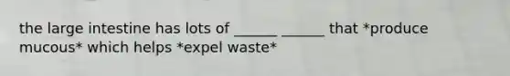 the large intestine has lots of ______ ______ that *produce mucous* which helps *expel waste*