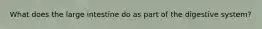 What does the large intestine do as part of the digestive system?