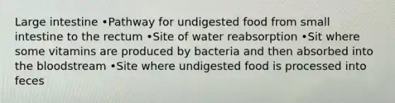 Large intestine •Pathway for undigested food from small intestine to the rectum •Site of water reabsorption •Sit where some vitamins are produced by bacteria and then absorbed into the bloodstream •Site where undigested food is processed into feces