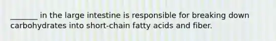 _______ in the large intestine is responsible for breaking down carbohydrates into short-chain fatty acids and fiber.