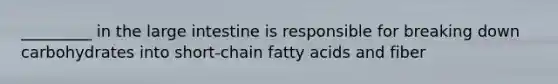 _________ in the large intestine is responsible for breaking down carbohydrates into short-chain fatty acids and fiber