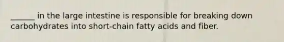 ______ in the large intestine is responsible for breaking down carbohydrates into short-chain fatty acids and fiber.