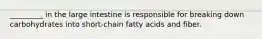 _________ in the large intestine is responsible for breaking down carbohydrates into short-chain fatty acids and fiber.