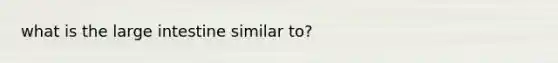 what is the large intestine similar to?