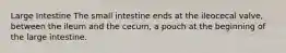 Large Intestine The small intestine ends at the ileocecal valve, between the ileum and the cecum, a pouch at the beginning of the large intestine.