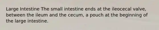 <a href='https://www.questionai.com/knowledge/kGQjby07OK-large-intestine' class='anchor-knowledge'>large intestine</a> <a href='https://www.questionai.com/knowledge/kt623fh5xn-the-small-intestine' class='anchor-knowledge'>the small intestine</a> ends at the ileocecal valve, between the ileum and the cecum, a pouch at the beginning of the large intestine.