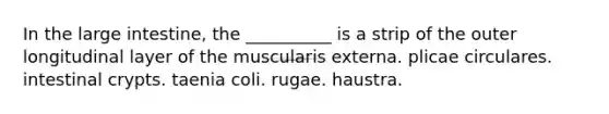 In the large intestine, the __________ is a strip of the outer longitudinal layer of the muscularis externa. plicae circulares. intestinal crypts. taenia coli. rugae. haustra.