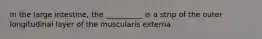 In the large intestine, the __________ is a strip of the outer longitudinal layer of the muscularis externa.