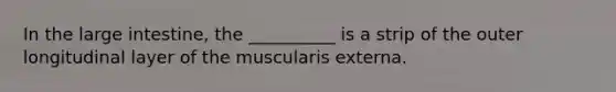 In the large intestine, the __________ is a strip of the outer longitudinal layer of the muscularis externa.