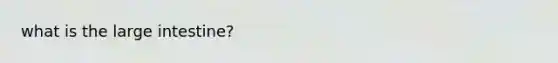 what is the <a href='https://www.questionai.com/knowledge/kGQjby07OK-large-intestine' class='anchor-knowledge'>large intestine</a>?