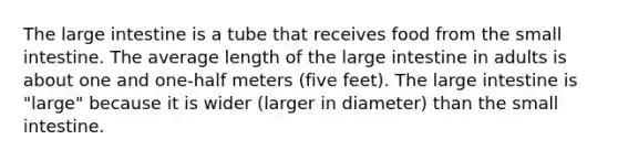 The large intestine is a tube that receives food from the small intestine. The average length of the large intestine in adults is about one and one-half meters (five feet). The large intestine is "large" because it is wider (larger in diameter) than the small intestine.