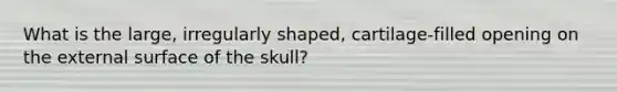 What is the large, irregularly shaped, cartilage-filled opening on the external surface of the skull?