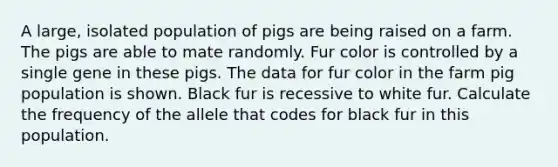 A large, isolated population of pigs are being raised on a farm. The pigs are able to mate randomly. Fur color is controlled by a single gene in these pigs. The data for fur color in the farm pig population is shown. Black fur is recessive to white fur. Calculate the frequency of the allele that codes for black fur in this population.