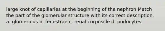 large knot of capillaries at the beginning of the nephron Match the part of the glomerular structure with its correct description. a. glomerulus b. fenestrae c. renal corpuscle d. podocytes