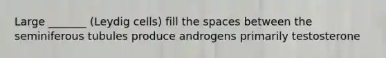 Large _______ (Leydig cells) fill the spaces between the seminiferous tubules produce androgens primarily testosterone