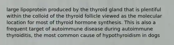 large lipoprotein produced by the thyroid gland that is plentiful within the colloid of the thyroid follicle viewed as the molecular location for most of thyroid hormone synthesis. This is also a frequent target of autoimmune disease during autoimmune thyroiditis, the most common cause of hypothyroidism in dogs