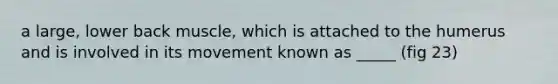 a large, lower back muscle, which is attached to the humerus and is involved in its movement known as _____ (fig 23)