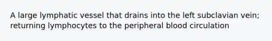 A large lymphatic vessel that drains into the left subclavian vein; returning lymphocytes to the peripheral blood circulation