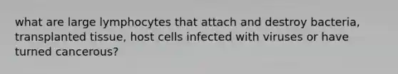 what are large lymphocytes that attach and destroy bacteria, transplanted tissue, host cells infected with viruses or have turned cancerous?