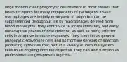 large mononuclear phagocytic cell resident in most tissues that bears receptors for many components of pathogens. tissue macrophages are initially embryonic in origin but can be supplemented throughout life by macrophages derived from blood monocytes. they contribute to innate immunity and early nonadaptive phases of host defense, as well as being effector cells in adaptive immune responses. they function as general phagocytic scavenger cells and as frontline sensors of infection, producing cytokines that recruit a variety of immune-system cells to an ongoing immune response. they can also function as professional antigen-presenting cells.