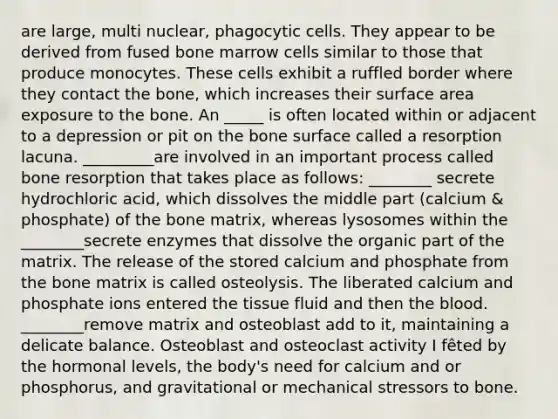 are large, multi nuclear, phagocytic cells. They appear to be derived from fused bone marrow cells similar to those that produce monocytes. These cells exhibit a ruffled border where they contact the bone, which increases their surface area exposure to the bone. An _____ is often located within or adjacent to a depression or pit on the bone surface called a resorption lacuna. _________are involved in an important process called bone resorption that takes place as follows: ________ secrete hydrochloric acid, which dissolves the middle part (calcium & phosphate) of the bone matrix, whereas lysosomes within the ________secrete enzymes that dissolve the organic part of the matrix. The release of the stored calcium and phosphate from the bone matrix is called osteolysis. The liberated calcium and phosphate ions entered the tissue fluid and then the blood. ________remove matrix and osteoblast add to it, maintaining a delicate balance. Osteoblast and osteoclast activity I fêted by the hormonal levels, the body's need for calcium and or phosphorus, and gravitational or mechanical stressors to bone.