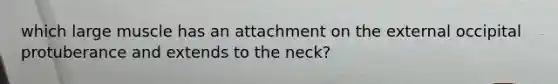 which large muscle has an attachment on the external occipital protuberance and extends to the neck?