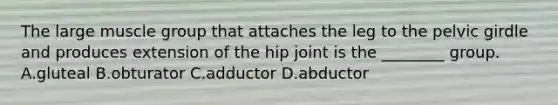 The large muscle group that attaches the leg to the pelvic girdle and produces extension of the hip joint is the ________ group. A.gluteal B.obturator C.adductor D.abductor